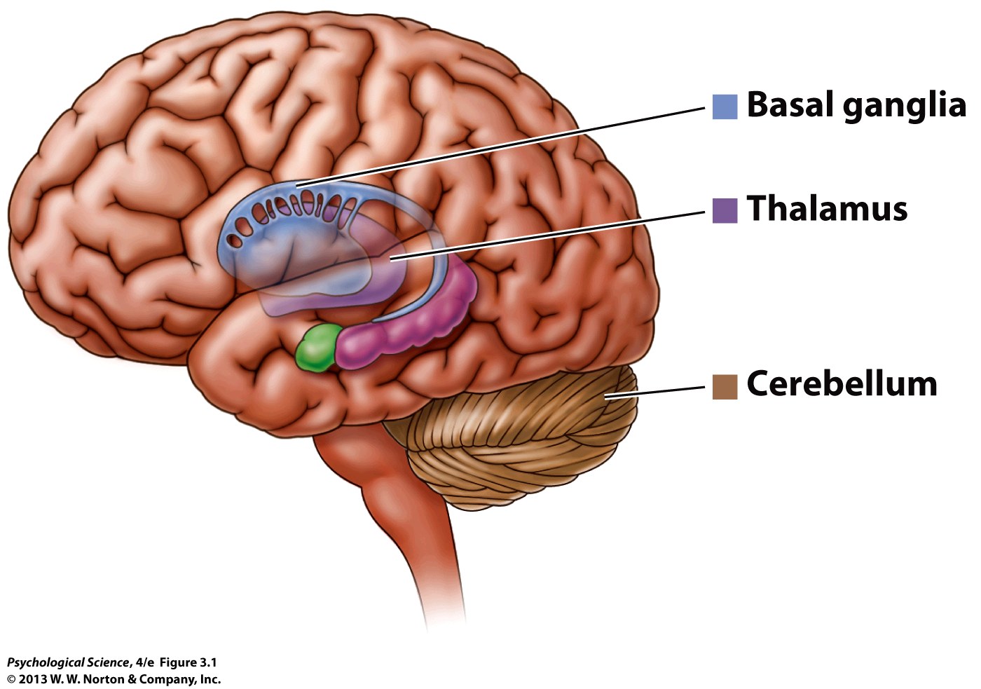 Neuroscience and behavior links