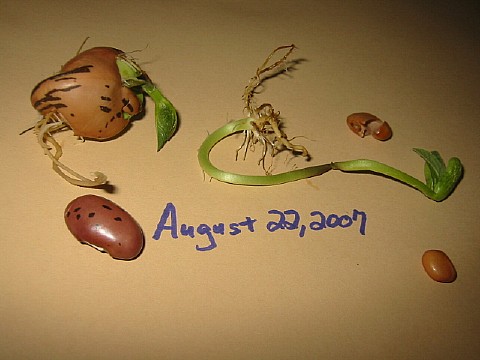 24beansprouting05