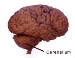 cerebellum.jpg