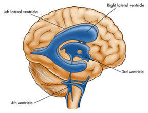 ventricles.jpg