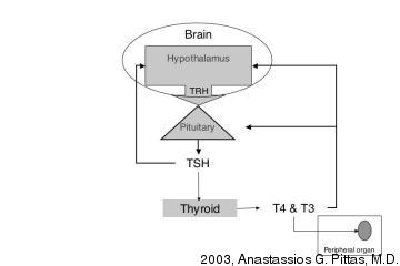 Figure 2. Hypothalamic-pituitary-thyroid feedback system for control of thyroid hormone secretion 