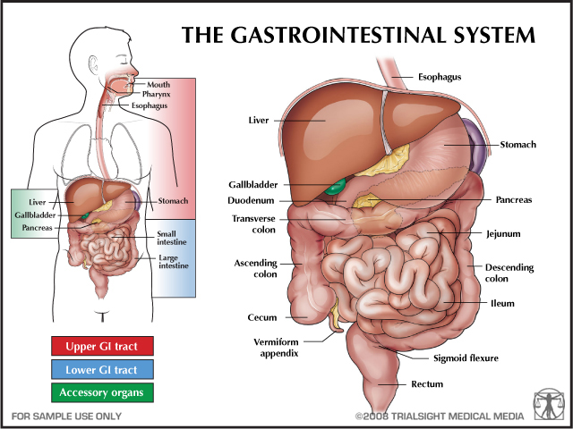 Gastrointestinal and Genitourinary Disorders