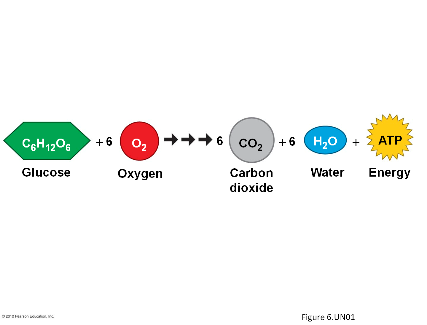 spice-of-lyfe-chemical-equation-of-respiration-in-plants