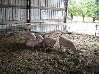 0722pigs3