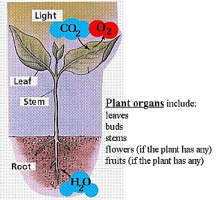 00plantorgans