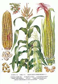 02newoxfordcorn