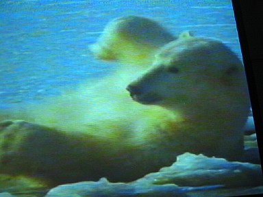 0430polarbear