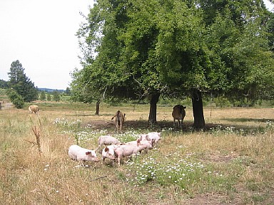 0722piglets