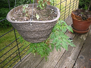 02tomato5weeks.jpg