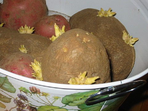 25potatoessprouting