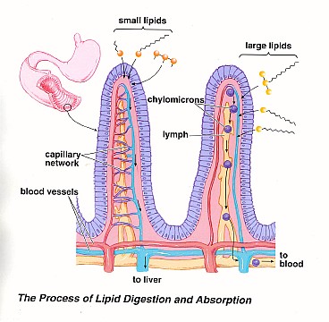 03villi