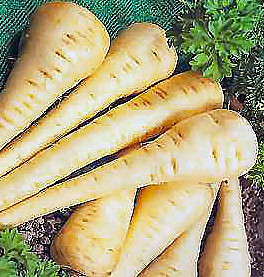 08parsnips