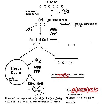 61metabolism