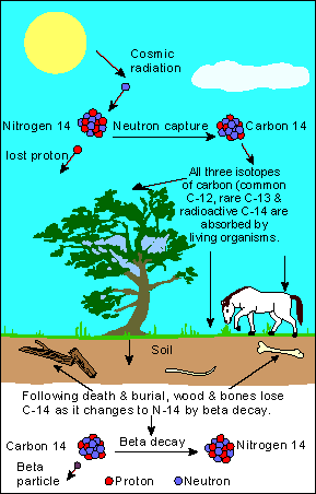 Drawing showing how C14 and C12 are absorbed by living creatures, and how the unstable isotope, C14, breaks down into nitrogen once that organism dies.  This lowers the ratio of C14 to C12 at a regular rate that can be used to date the organic sample.