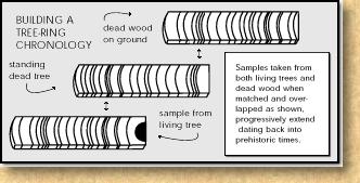 A diagram showing how tree ring samples are overlapped to build a tree ring chronology.  Starting with a living tree, the time line can be extended backwards using older and older samples. 