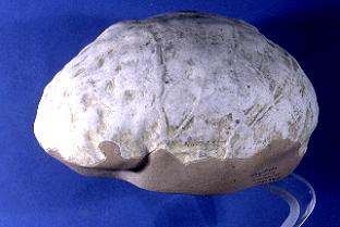 The Endocast (a plaster cast of the brain cavity) of Homo erectus (Paleontologisk Museum, www.nhm.uio.no)