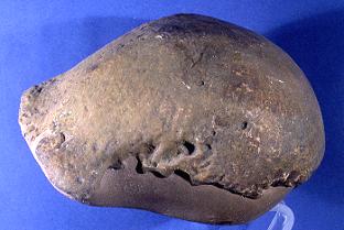  A Homo erectus Skull cap from Java (Paleontologisk Museum, www.nhm.uio.no)