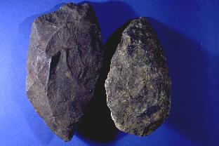 Homo erectus tools (Paleontologisk Museum, www.nhm.uio.no)